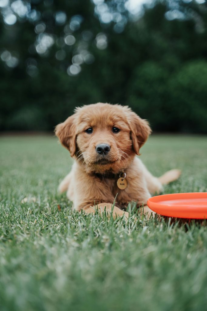 Golden retriever puppy looking for new owner.
